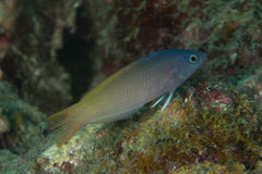 Halichoeres prosopeion