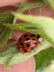 Harmonia axyridis