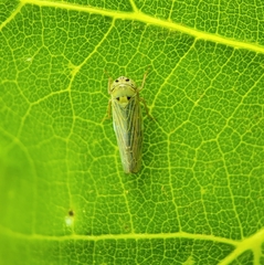 Gloridonus venditarius