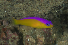 Diadem Dottyback photo 3