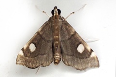 Luma sericea