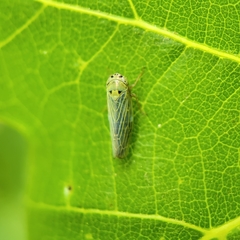 Gloridonus venditarius