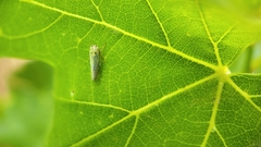Gloridonus venditarius