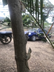 Anolis unilobatus