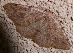 Drepanulatrix bifilata