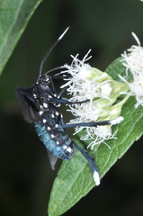 Macrocneme leucostigma