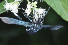 Macrocneme leucostigma