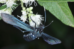 Macrocneme leucostigma