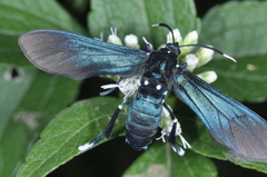 Macrocneme leucostigma