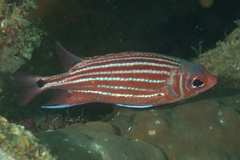 Sargocentron cornutum