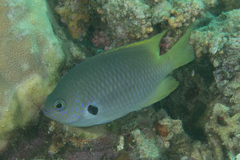 Pomacentrus nigromarginatus