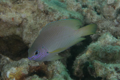 Pomacentrus amboinensis