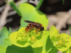 Dasyscolia ciliata