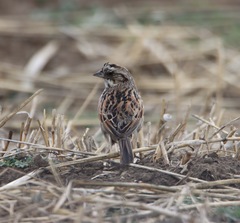 Xenospiza baileyi