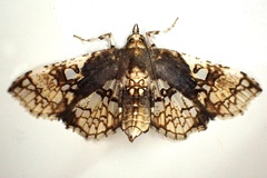 Omphisa anastomosalis
