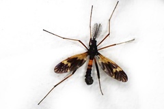 Pselliophora flavibasis