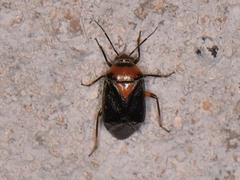 Neocapsus