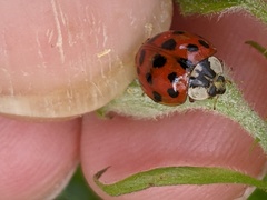 Harmonia axyridis
