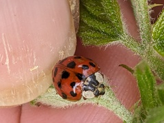 Harmonia axyridis