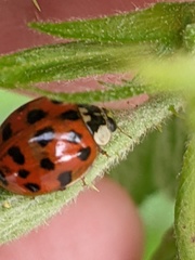 Harmonia axyridis