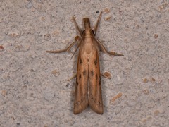 Fissicrambus profanellus