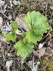 Arnoglossum reniforme