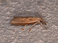 Fissicrambus profanellus