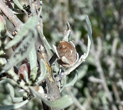 Rhopalomyia obovata