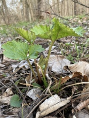 Arnoglossum reniforme