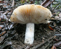 Russula neerimea