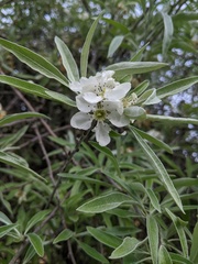 Pyrus salicifolia