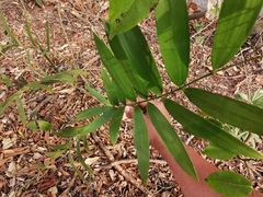 Zamia loddigesii