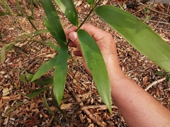 Zamia loddigesii