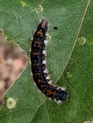 Malacosoma constricta