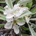 Pyrus salicifolia - Photo (c) pilmar, μερικά δικαιώματα διατηρούνται (CC BY-NC), uploaded by pilmar