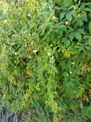 Alternanthera flavescens