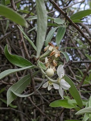 Pyrus salicifolia
