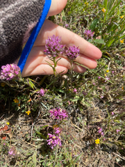 Castilleja densiflora