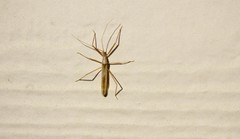 Doldina interjungens