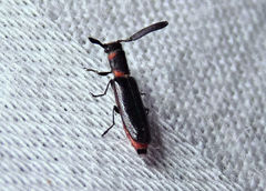 Monophylla terminata