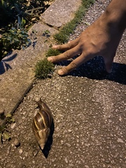 Lissachatina fulica
