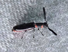 Monophylla terminata