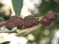 Disholandricus chrysolepidis