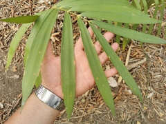 Zamia loddigesii