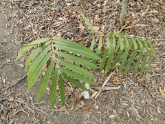 Zamia loddigesii