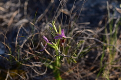 Ophrys bertolonii flavicans