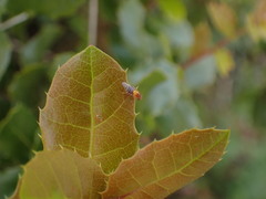 Thaumatomyia rubida
