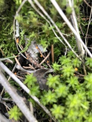 Mycena strobilinoidea