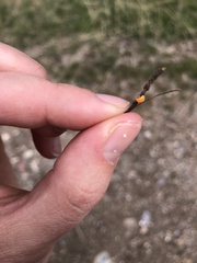 Mycena strobilinoidea