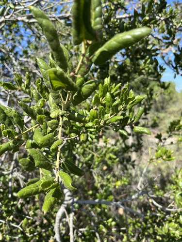 iNaturalist observation photo of coast live oak